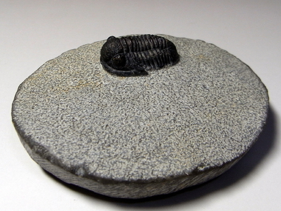 てんとう虫のようなかわいらしさ:ゲラストスGerastossp.(その2)