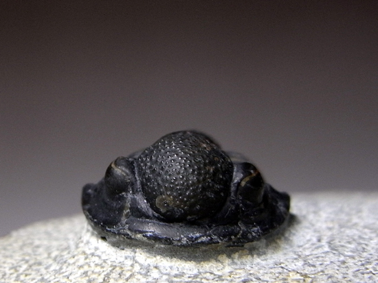 てんとう虫のようなかわいらしさ:ゲラストスGerastossp.(その6)