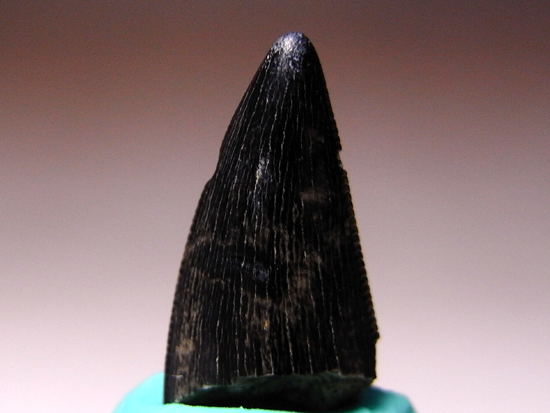 セレーションくっきり：ナノティラヌスの歯の化石（その1）
