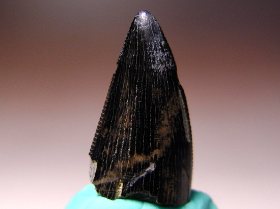 セレーションくっきり：ナノティラヌスの歯の化石（その2）
