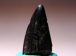 セレーションくっきり：ナノティラヌスの歯の化石