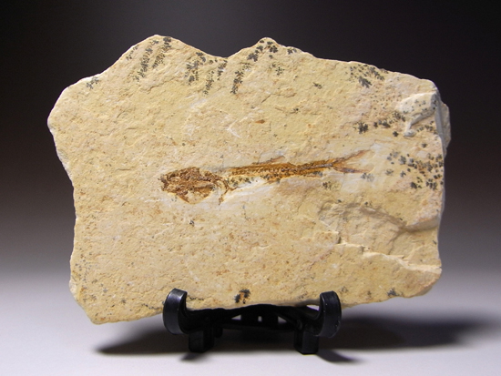 デスクのインテリア化石に！：魚の化石（その1）