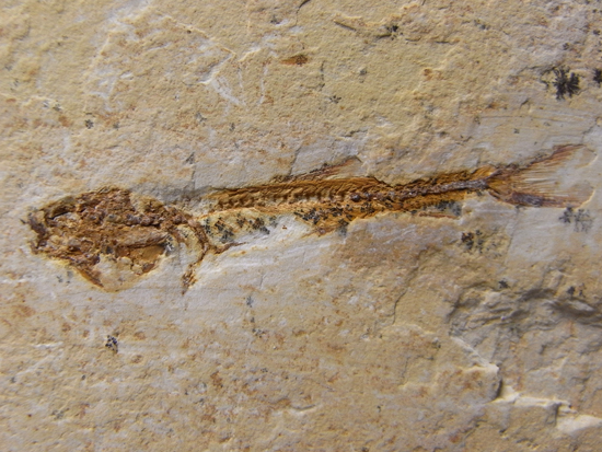 デスクのインテリア化石に！：魚の化石（その2）