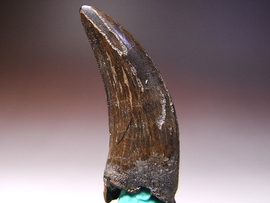 白亜紀の暴君：ティラノサウルスの歯の化石（その3）