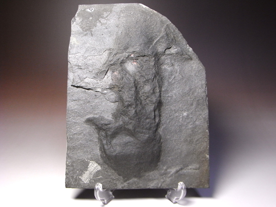 白亜紀ヘルクリーク産の小型獣脚類の足跡化石（その1）