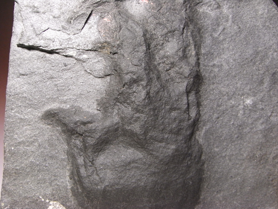 白亜紀ヘルクリーク産の小型獣脚類の足跡化石（その3）