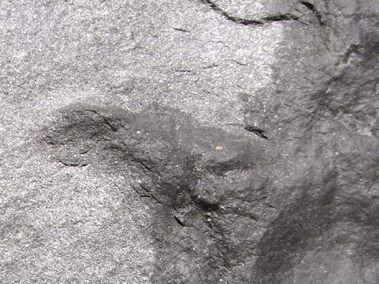 白亜紀ヘルクリーク産の小型獣脚類の足跡化石（その4）