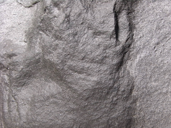 白亜紀ヘルクリーク産の小型獣脚類の足跡化石（その5）