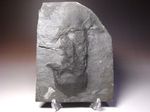 白亜紀ヘルクリーク産の小型獣脚類の足跡化石