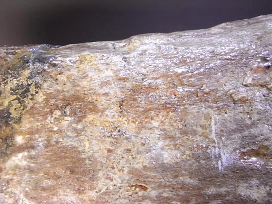 化石コレクションの極み！トリケラトプスの角の化石（その12）