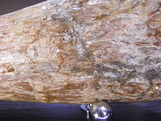 化石コレクションの極み！トリケラトプスの角の化石（その3）