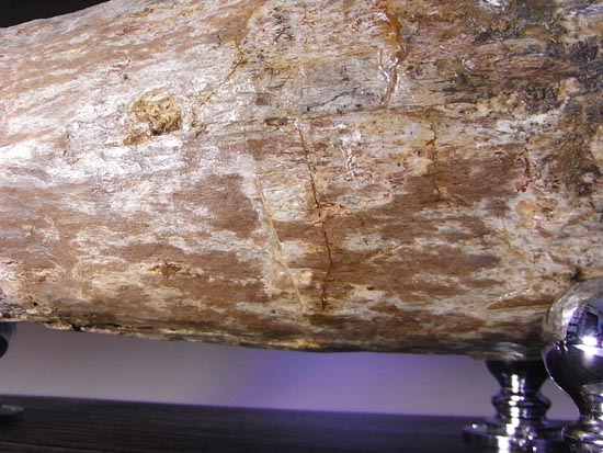 化石コレクションの極み！トリケラトプスの角の化石（その8）