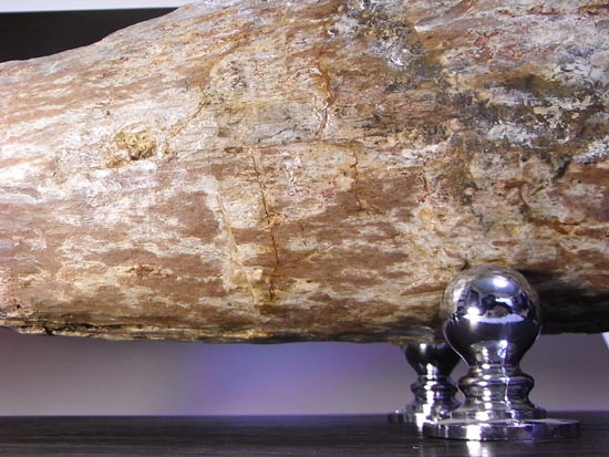 化石コレクションの極み！トリケラトプスの角の化石（その9）