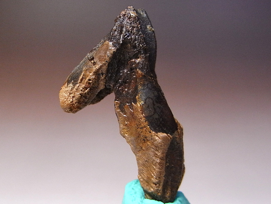 博物館クラスの超レア歯!ダブルルートのトリケラトプスの巨大歯(その1)
