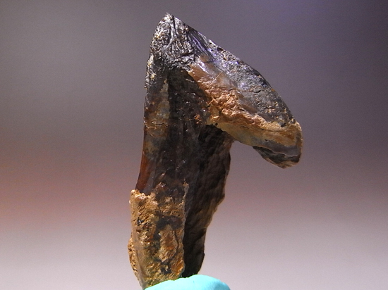 博物館クラスの超レア歯!ダブルルートのトリケラトプスの巨大歯(その3)
