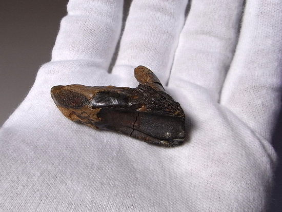 博物館クラスの超レア歯!ダブルルートのトリケラトプスの巨大歯(その7)