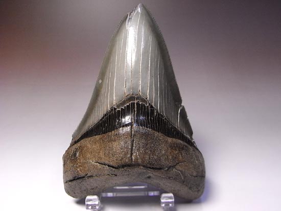 完璧なセレーションで肉が切れます！メガロドン（その1）