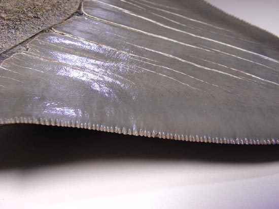 完璧なセレーションで肉が切れます！メガロドン（その17）