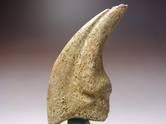 保存状態最高のt-rexのハンドクロウ（その2）