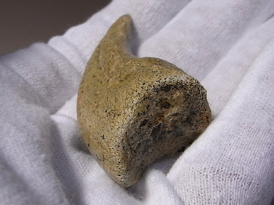 保存状態最高のt-rexのハンドクロウ（その8）