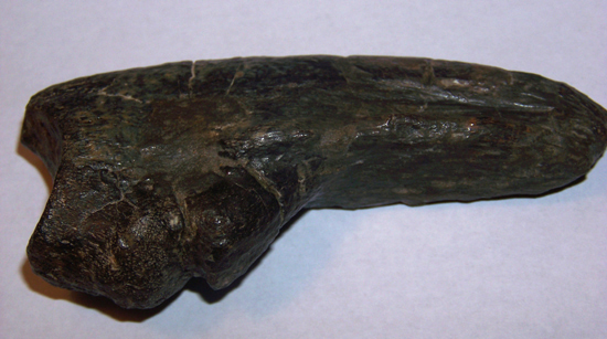 ティラノサウルス成体の手の爪（その1）