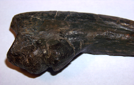 ティラノサウルス成体の手の爪（その2）