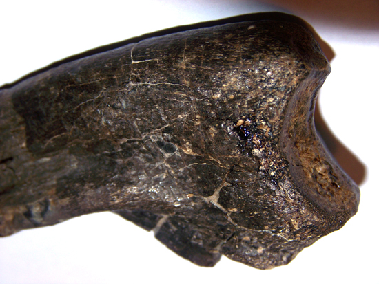 ティラノサウルス成体の手の爪（その4）