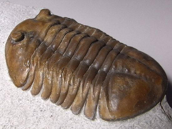 Asaphuslepidurus(その1)