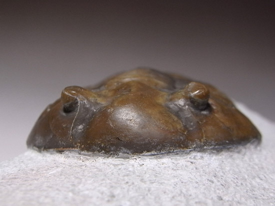 Asaphuslepidurus(その3)