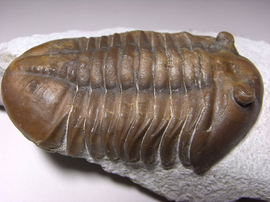 Asaphuslepidurus(その6)