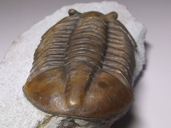 Asaphuslepidurus(その7)