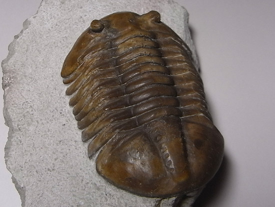 Asaphuslepidurus(その8)