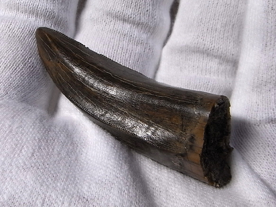 最高級のクオリティーのティラノサウルス・レックスの歯（その1）