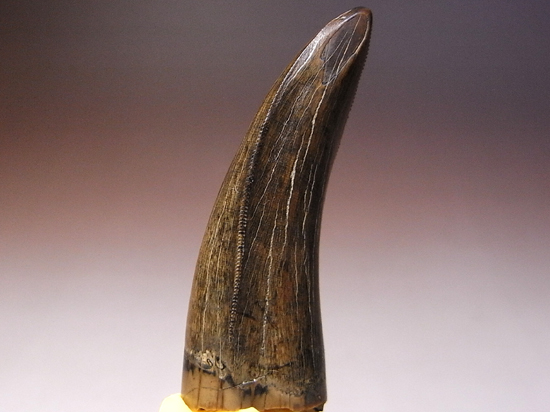 最高級のクオリティーのティラノサウルス・レックスの歯（その2）
