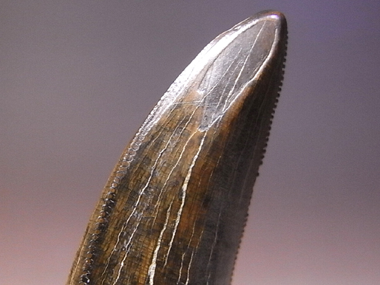 最高級のクオリティーのティラノサウルス・レックスの歯（その4）