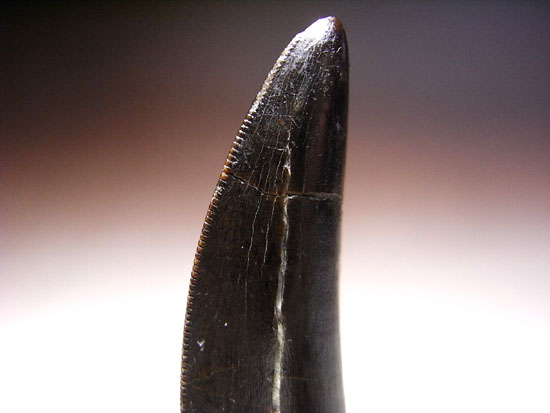 カナダの英雄:アルバートサウルスの歯(その3)