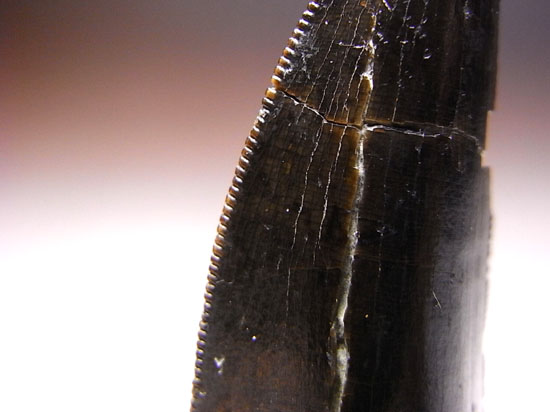 カナダの英雄:アルバートサウルスの歯(その7)