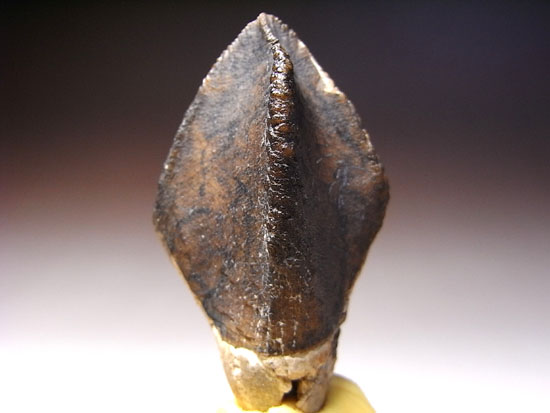 ティラノにも負けない草食恐竜トリケラトプスの歯根付き巨大歯（その1）
