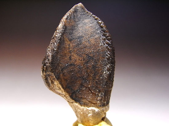ティラノにも負けない草食恐竜トリケラトプスの歯根付き巨大歯（その2）