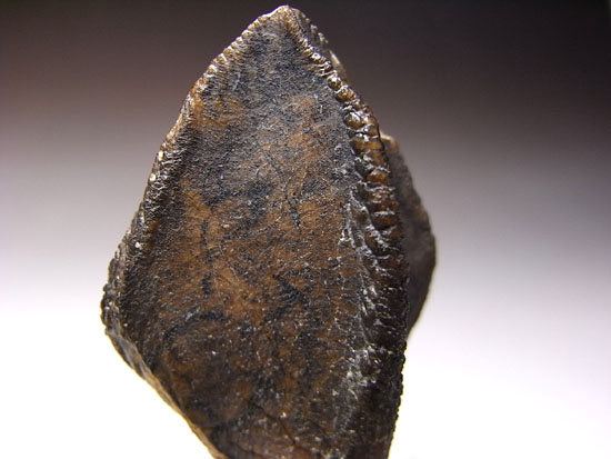 ティラノにも負けない草食恐竜トリケラトプスの歯根付き巨大歯（その3）