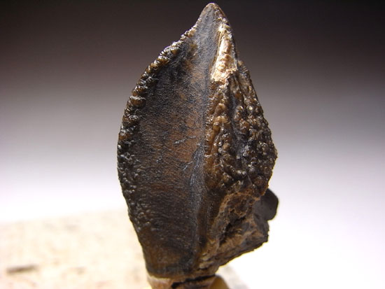 ティラノにも負けない草食恐竜トリケラトプスの歯根付き巨大歯（その4）