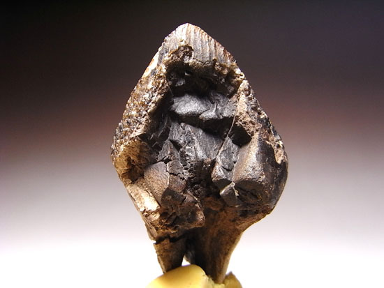 ティラノにも負けない草食恐竜トリケラトプスの歯根付き巨大歯（その5）