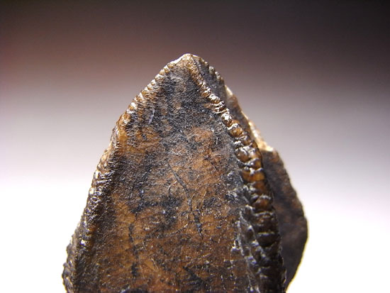 ティラノにも負けない草食恐竜トリケラトプスの歯根付き巨大歯（その6）