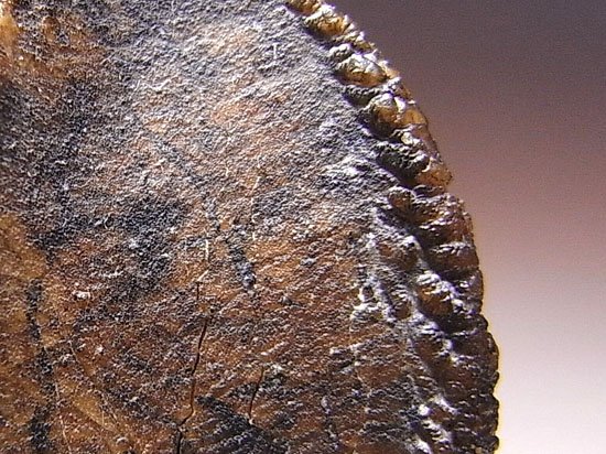 ティラノにも負けない草食恐竜トリケラトプスの歯根付き巨大歯（その7）