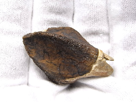 ティラノにも負けない草食恐竜トリケラトプスの歯根付き巨大歯（その8）