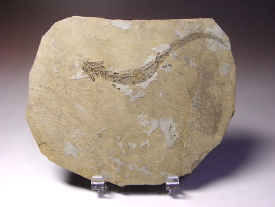 恐竜の原点は両生類にあり!約3億年前の両生類アパテオンの化石(その1)