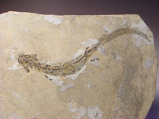 恐竜の原点は両生類にあり！約３億年前の両生類アパテオンの化石（その2）