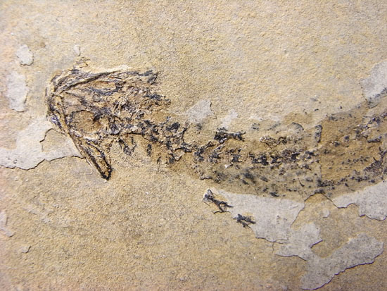 恐竜の原点は両生類にあり!約3億年前の両生類アパテオンの化石(その3)