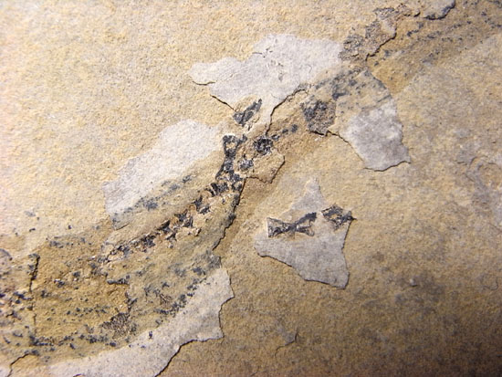 恐竜の原点は両生類にあり！約３億年前の両生類アパテオンの化石（その4）