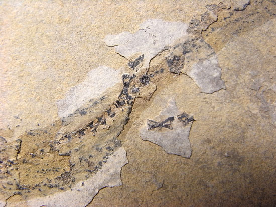 恐竜の原点は両生類にあり!約3億年前の両生類アパテオンの化石(その4)